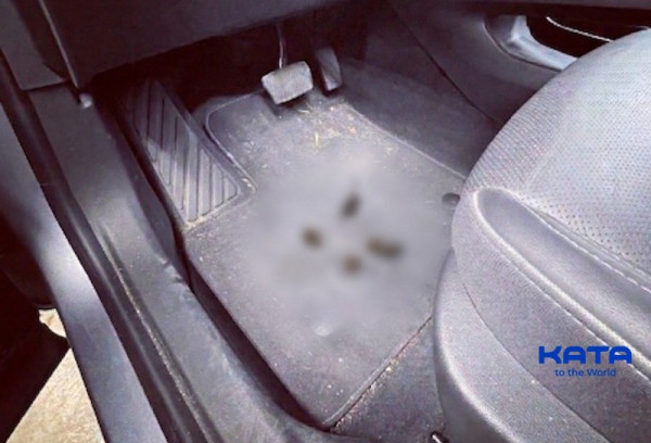 How to Get Dog Poop Out of Car Carpet (Step by Step)