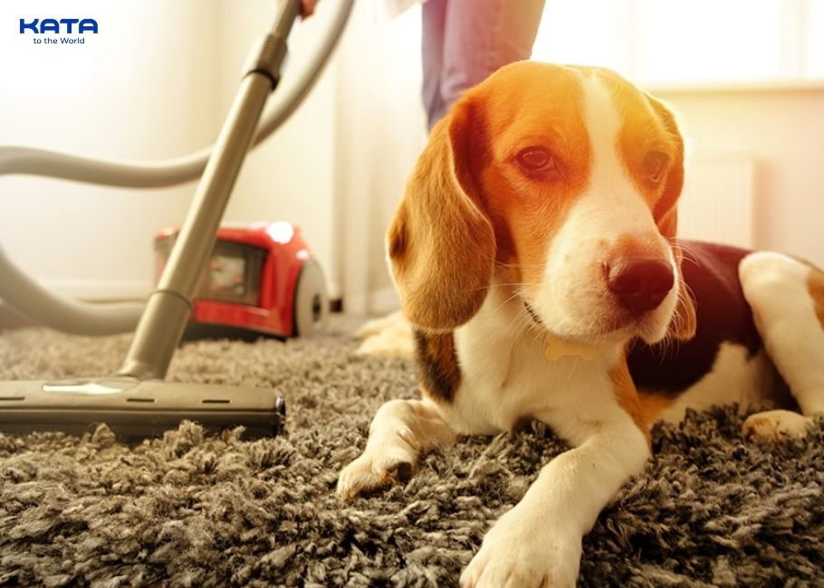 clean areas where pets go