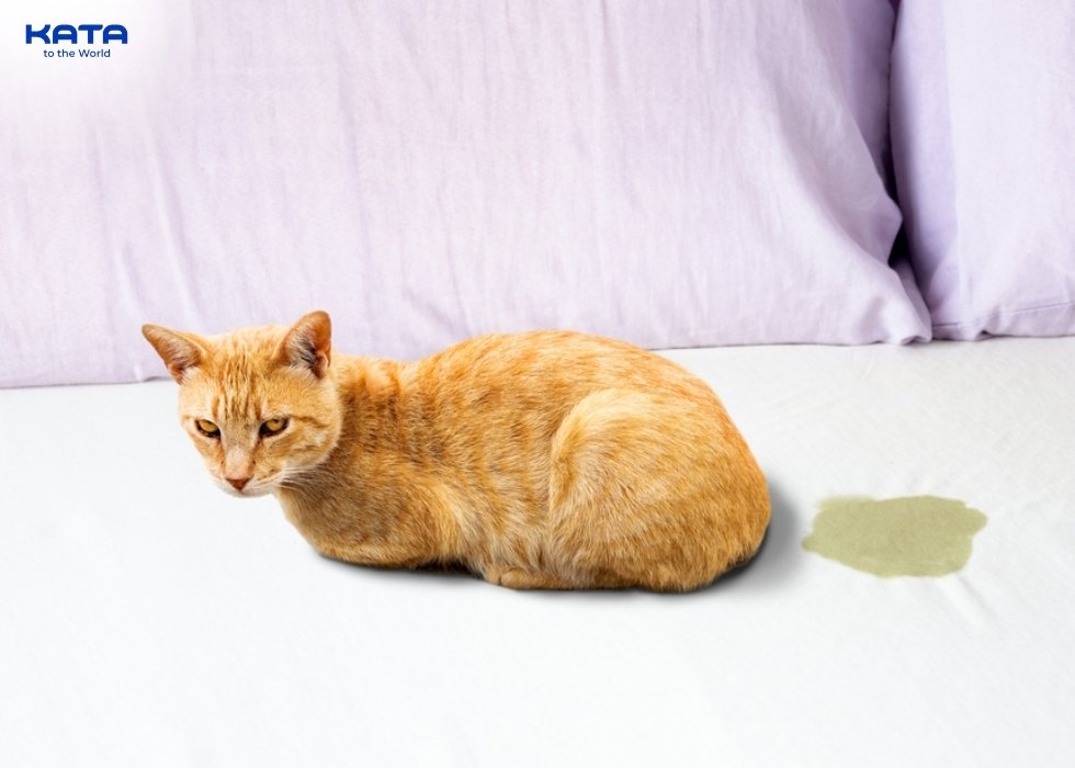 prevent cats from peeing on carpets