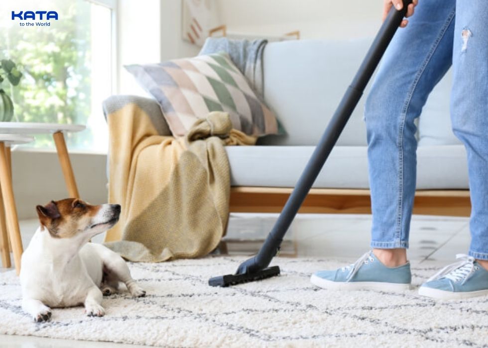 use a vacuum cleaner to remove dog hair from the carpet