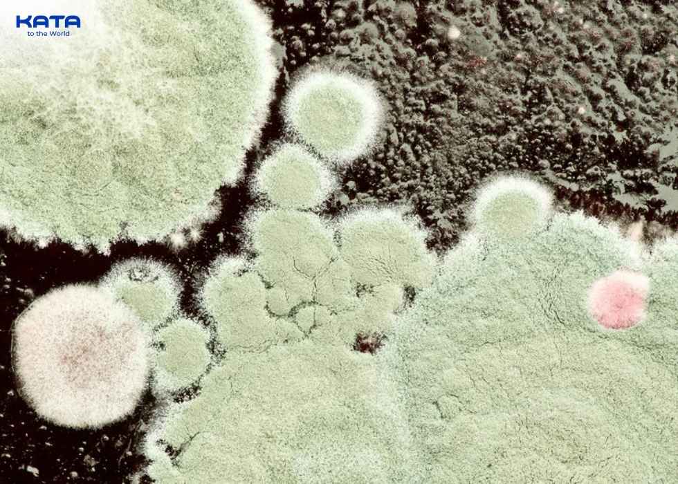 what is mold