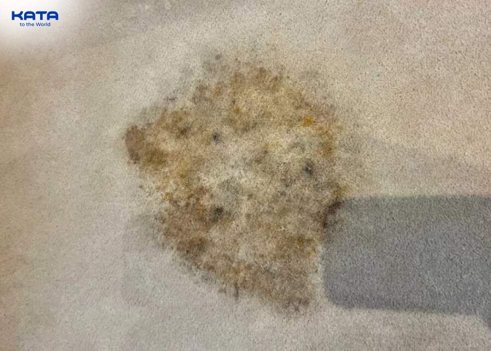 the harmful effects of moss on outdoor carpets