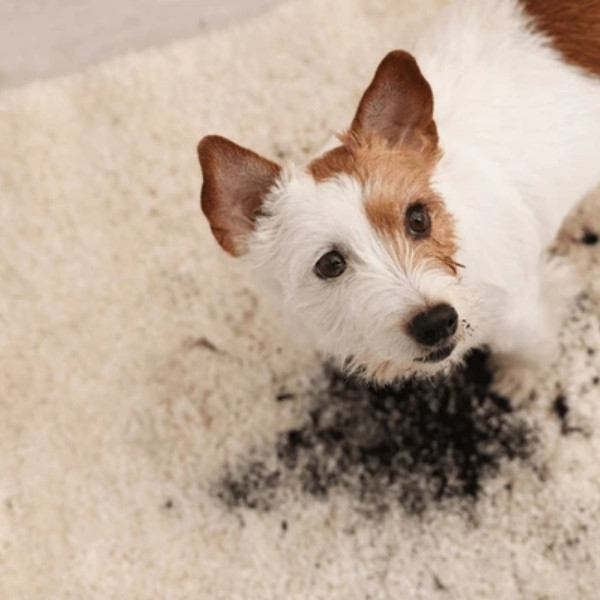 Pet Habits