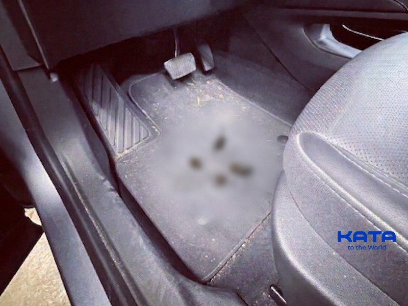 Dog inside a car and how to clean dog poop from car carpet.